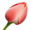 flower bud5